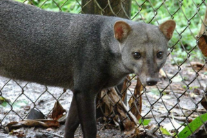 Shortochi zorro - przedstawiciel lisiza Shortochi zorro - przedstawiciel lisiza